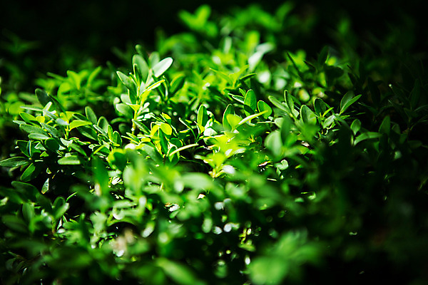 포토 JPG 주간 식물 유럽 잎 근접촬영 사람없음 야외 초록색 풀 동유럽 폴란드 바르샤바 와지엔키공원 국내포토 자연요소 공원 나라 뷰포인트 컬러 파일형식