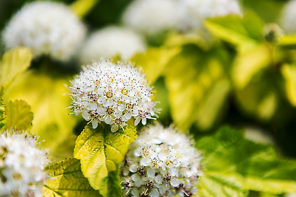 포토 JPG 주간 식물 꽃 유럽 근접촬영 사람없음 야외 흰색 동유럽 폴란드 바르샤바 와지엔키공원 국내포토 자연요소 공원 나라 뷰포인트 컬러 파일형식
