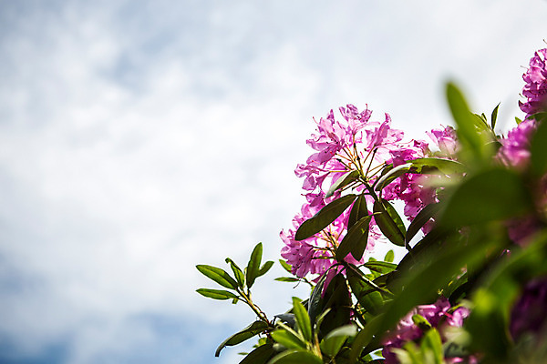 포토 JPG 주간 식물 해외풍경 꽃 유럽 로우앵글 분홍색 풍경 사람없음 야외 동유럽 폴란드 바르샤바 와지엔키공원 국내포토 자연요소 해외 공원 나라 뷰포인트 컬러 파일형식