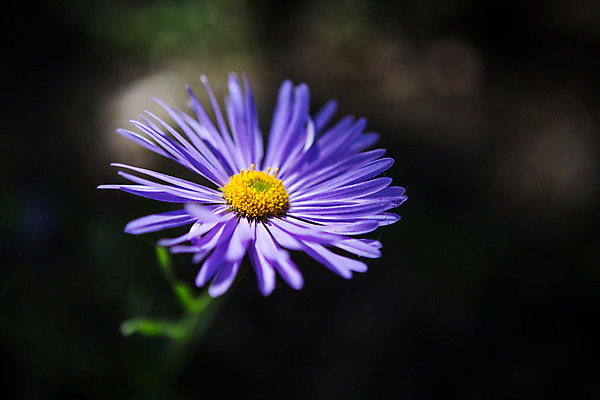 포토 JPG 주간 식물 꽃 유럽 근접촬영 사람없음 야외 보라색 동유럽 폴란드 바르샤바 와지엔키공원 국내포토 자연요소 공원 나라 뷰포인트 컬러 파일형식