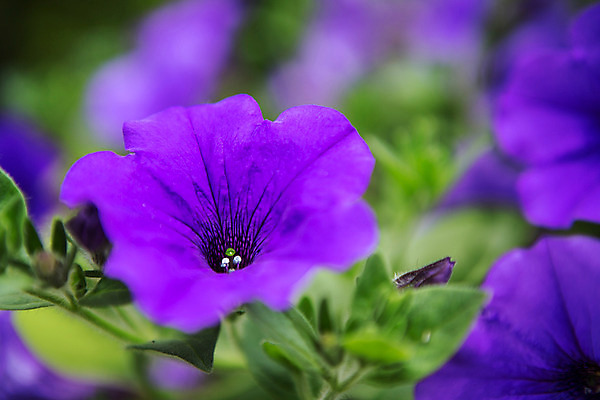 포토 JPG 주간 식물 꽃 유럽 근접촬영 사람없음 야외 보라색 동유럽 폴란드 바르샤바 와지엔키공원 국내포토 자연요소 공원 나라 뷰포인트 컬러 파일형식