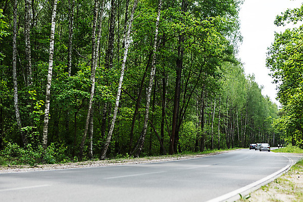 포토 JPG 주간 나무 식물 해외풍경 유럽 도로 자동차 풍경 사람없음 야외 동유럽 폴란드 바르샤바 국내포토 자연요소 해외 나라 길 육상교통 교통시설 파일형식