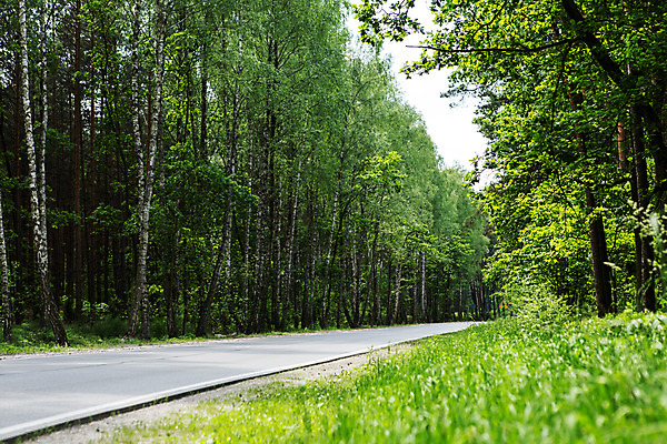 포토 JPG 주간 나무 식물 해외풍경 유럽 도로 풍경 사람없음 야외 동유럽 폴란드 바르샤바 국내포토 자연요소 해외 나라 길 교통시설 파일형식