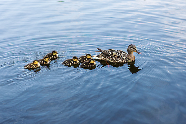 포토 JPG 주간 동물 해외풍경 유럽 호수 여러마리 오리 풍경 사람없음 야외 동유럽 폴란드 오리새끼 바르샤바 국내포토 자연요소 해외 나라 새끼 다수 조류 파일형식