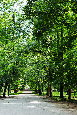 포토 JPG 주간 나무 식물 해외풍경 공원 유럽 자연 풍경 사람없음 야외 가로수 동유럽 폴란드 바르샤바 와지엔키공원 국내포토 자연요소 해외 공공시설 나라 생태계 파일형식