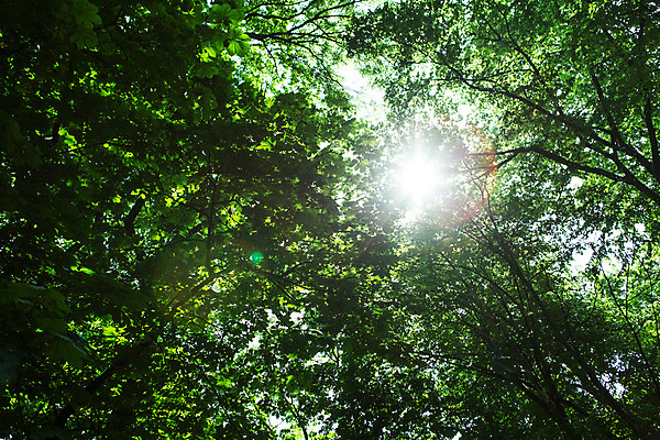 포토 JPG 주간 나무 식물 해외풍경 공원 유럽 자연 풍경 사람없음 야외 동유럽 폴란드 바르샤바 와지엔키공원 국내포토 자연요소 해외 공공시설 나라 생태계 파일형식