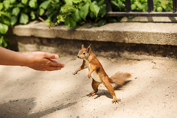 포토 JPG 주간 동물 해외풍경 손 공원 유럽 사람 풍경 야외 신체부위 다람쥐 동유럽 폴란드 바르샤바 와지엔키공원 국내포토 자연요소 해외 공공시설 나라 설치류 파일형식