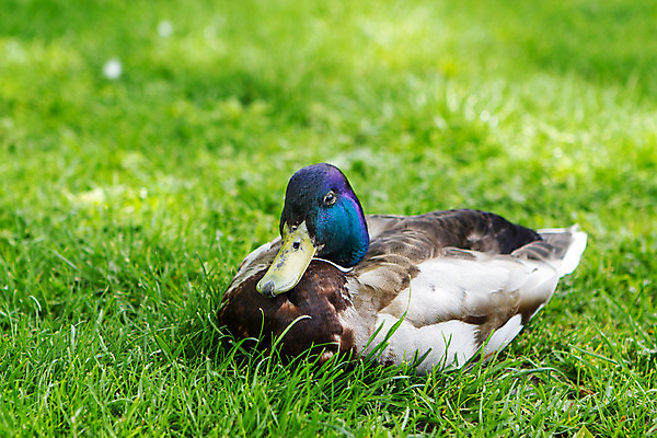 포토 JPG 주간 동물 한마리 해외풍경 유럽 자연 오리 풍경 잔디 사람없음 야외 동유럽 폴란드 바르샤바 와지엔키공원 국내포토 자연요소 식물 1 해외 공원 나라 조류 생태계 파일형식