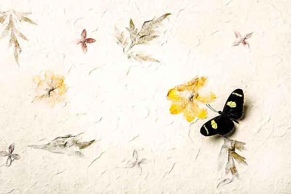 포토 JPG 스튜디오촬영 식물 배너 명절 꽃 배경화면 나비 곤충 백그라운드 나뭇잎 실내 사람없음 추석 한지 오브젝트 플랫레이 국내포토 동물 전통 기념일 종이 잎 내부 플랫 파일형식