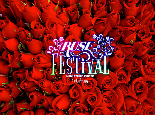 PSD 식물 편집 편집이미지 꽃 사람없음 장미 축제 꽃축제 장미축제 디지털아트 레터링 지역축제 대한민국축제 이미지편집 파일형식