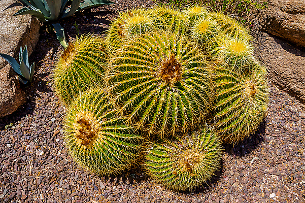 포토 JPG 해외이미지 모양 식물 지구 모래 공 자연 선인장 건조 통 사람없음 초록색 정원 사막 성장 뜨거움 원형 황금 위험 척추 묘사 애리조나 내추럴 해외202004 해외포토 도형 컬러 컨셉 뼈 미국 생태계 파일형식 이미지허브