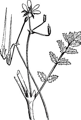 EPS 해외이미지 식물 꽃 음식 잎 꽃무늬 일러스트 미술 씨앗 장식 정원 검은색 수확 골동품 흰색 개화 허브 관목 그림 원예 판화 계산서 식용 옛날 제라늄 해외202004 해외일러스트 나무 컬러 무늬 농업 문화예술 취미 파일형식 벡터 이미지허브