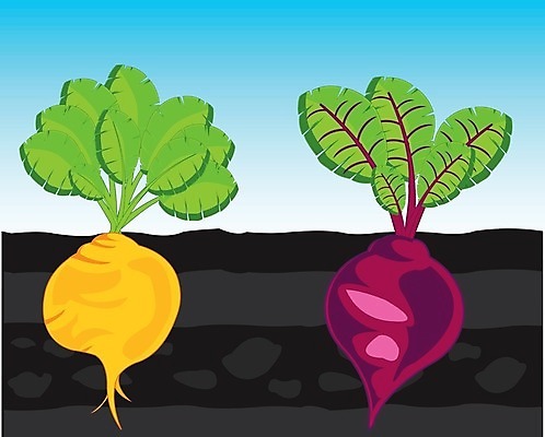 EPS 해외이미지 식물 농업 채소 일러스트 농장 정원 식사 소리 촉촉함 수확 성장 만화 유기농 뿌리 시트 땅바닥 비트 해외202004 해외일러스트 웰빙 산업 바닥 젖음 파일형식 벡터 이미지허브