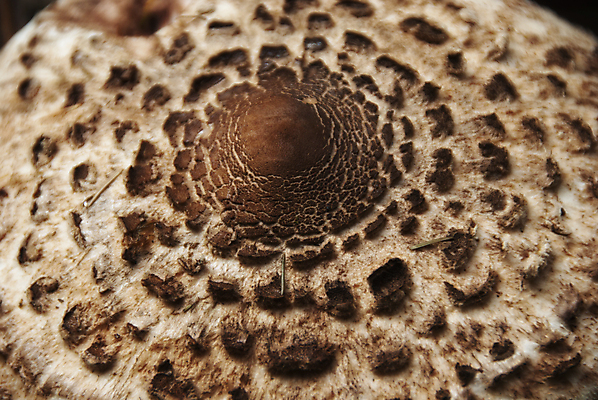 포토 JPG 해외이미지 나무 식물 계절 공원 문화 음식 줄기 백그라운드 잎 가족 자연 날씨 새로움 건강 요리 사람없음 야외 목재 초록색 갈색 머리 환경 맑음 버섯 젖음 가을 그룹 황무지 닫기 숲 먹기 질감 내추럴 곰팡이 식용 캡모자 해외202004 해외포토 모자_잡화 공공시설 컬러 컨셉 재료 관계 모션 신체부위 생태계 파일형식 이미지허브