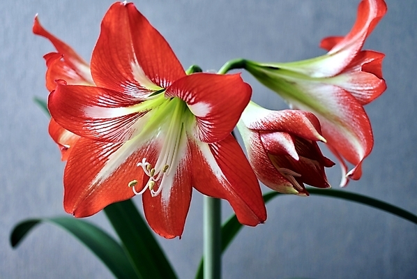 포토 JPG 해외이미지 식물 계절 꽃잎 꽃 화초 줄기 분홍색 백그라운드 잎 꽃무늬 전구 자연 사람없음 빨간색 초록색 여름 컬러풀 봄 성장 벚꽃 흰색 신선 개화 큼 원예 내추럴 해외202004 해외포토 컬러 무늬 취미 크기 생태계 파일형식 이미지허브