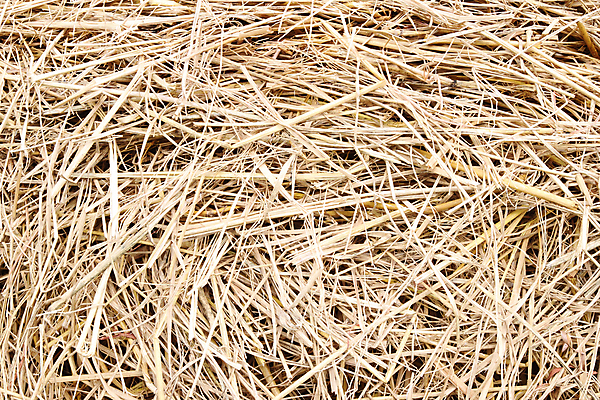 포토 JPG 해외이미지 식물 남자 음식 벽 백그라운드 패턴 밭 농업 자연 추상 건조 사람없음 야외 목재 가로 여름 농작물 농장 갈색 노란색 방 욕실 수확 가을 시골 황금 건초더미 볏짚 낟알 시리얼 밀 방향 심볼 묘사 사인 질감 장면 뭉치 밀짚 내추럴 변기통 옛날 해외202004 해외포토 나무 계절 산업 컬러 무늬 재료 곡류 사람 건초 짚 생태계 파일형식 더미 이미지허브