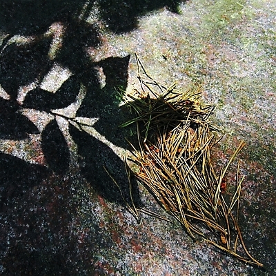 포토 JPG 해외이미지 나무 잎 자연 날씨 그림자 풍경 사람없음 여름 햇빛 태양 침묵 바위 숲 대각선 생태학 화강암 생존 해외202004 해외포토 자연요소 식물 계절 교육 선 소리 암석 돌_바위 생태계 파일형식 이미지허브