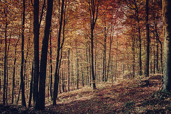 포토 JPG 해외이미지 나무 계절 공원 줄기 잎 자연 파노라마 풍경 사람없음 야외 목재 빨간색 초록색 빛 검은색 어둠 안개 가을 시골 황무지 숲 큼 그늘 신비 오솔길 공상 삼림지대 해외202004 해외포토 식물 공공시설 길 컬러 컨셉 재료 날씨 촬영기법 크기 생태계 파일형식 이미지허브