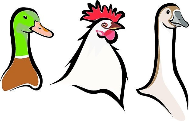 EPS 해외이미지 동물 농업 신체 일러스트 부분 조류 오리 육류 세트 농장 머리 치킨 수집 심볼 거위 칠면조 수탉 고립 해외202004 해외일러스트 산업 식재료 신체부위 닭 수컷 닭고기요리 파일형식 벡터 이미지허브