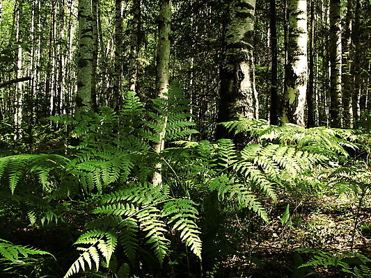 포토 JPG 해외이미지 나무 문화 날씨 기술 사람없음 강 가을 숲 러시아 철학 해외202004 해외포토 식물 계절 교육 유럽 파일형식 이미지허브