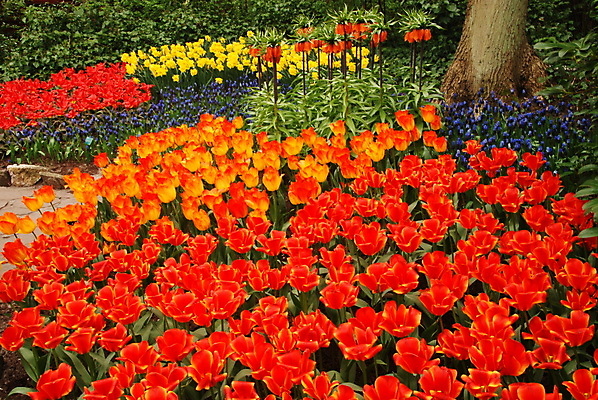 포토 JPG 해외이미지 식물 계절 꽃잎 꽃 줄기 백그라운드 잎 꽃무늬 패턴 밭 농업 자연 발렌타인데이 사람없음 야외 빨간색 초록색 햇빛 노란색 머리 정원 봄 줄무늬 활발 젖음 튤립 벚꽃 시골 침대 개화 그룹 선택 다발 네덜란드 싱글 나누기 블러 줄서기 많음 해외202004 해외포토 유럽 산업 컬러 가구 컨셉 무늬 모션 데이이벤트 신체부위 태양 수학 생태계 사칙연산 파일형식 이미지허브
