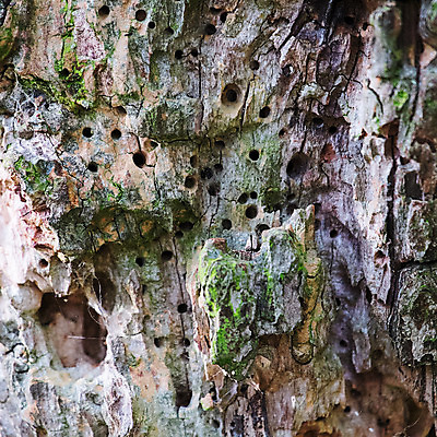 포토 JPG 해외이미지 나무 곤충 자연 사람없음 야외 목재 손상 구멍 벌레 옛날 해외202004 해외포토 식물 동물 컨셉 재료 생태계 파일형식 이미지허브