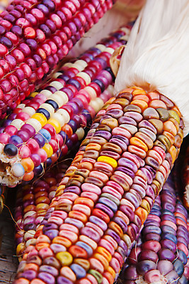 포토 JPG 해외이미지 식물 음식 농업 채소 재료 자연 건강 옥수수 요리 사람없음 초록색 여름 농작물 컬러풀 노란색 식사 할로윈 수확 껍질 흰색 신선 황금 닫기 달콤 인도인 먹기 유기농 알맹이 날것 부드러움 내추럴 생식 숙성 채식주의자 해외202004 해외포토 외국인 웰빙 계절 산업 컬러 모션 곡류 동양인 감각 맛 생태계 채식 파일형식 이미지허브