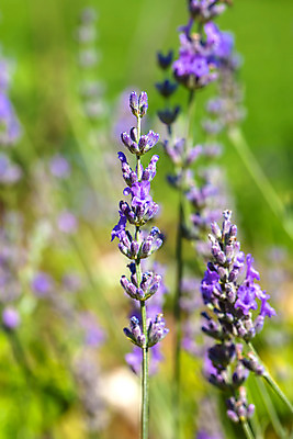 포토 JPG 해외이미지 식물 꽃 꽃무늬 밭 자연 휴식 사람없음 야외 초록색 여름 파란색 컬러풀 정원 보라색 봄 시골 개화 약초 다발 허브 제비꽃 원예 질감 향기 라벤더 라일락 내추럴 해외202004 해외포토 계절 컬러 컨셉 무늬 농업 취미 풀_식물 생태계 냄새 파일형식 이미지허브