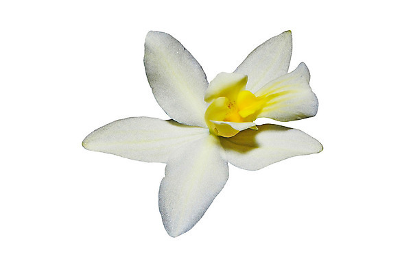 포토 JPG 해외이미지 식물 1 계절 꽃잎 꽃 백그라운드 꽃무늬 패턴 자연 발렌타인데이 사람없음 장식 컬러풀 노란색 정원 봄 활발 성장 벚꽃 흰색 신선 개화 난초 황금 우아함 닫기 자르기 싱글 심플 꽃가루 고립 완벽 해외202004 해외포토 컬러 컨셉 무늬 모션 데이이벤트 가루 생태계 파일형식 이미지허브