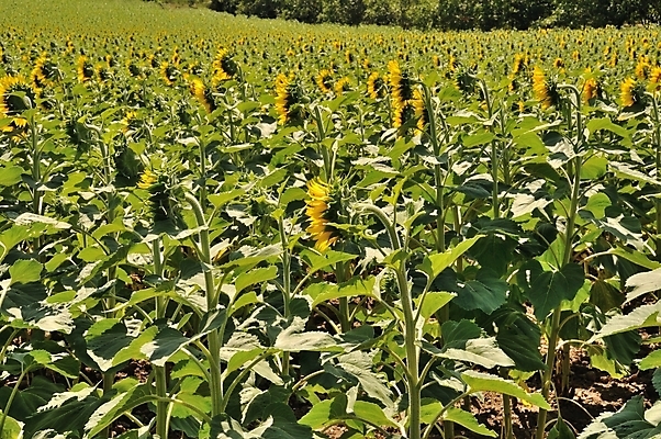 포토 JPG 해외이미지 식물 계절 꽃 밭 농업 자연 해바라기 씨앗 사람없음 농작물 컬러풀 태양 노란색 에너지 프랑스 벚꽃 해외202004 해외포토 자연요소 유럽 산업 컬러 생태계 파일형식 이미지허브