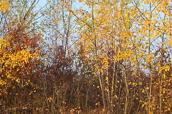포토 JPG 해외이미지 나무 계절 실루엣 여행 백그라운드 자연 하늘 아침 산 풍경 사람없음 야외 목재 여름 마을 봄 산책 안개 시골 숲 언덕 해외202004 해외포토 주간 식물 재료 날씨 휴식 촬영기법 생태계 파일형식 이미지허브