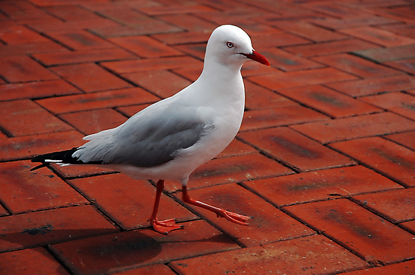 포토 JPG 해외이미지 동물 바다 날개 자연 갈매기 조류 사람없음 걷기 산책 자유 춤 깃털 부리 해외202004 해외포토 컨셉 모션 문화예술 휴식 생태계 파일형식 이미지허브