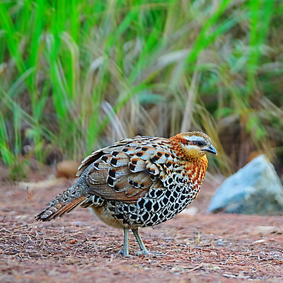 포토 JPG 해외이미지 동물 공원 아시아 야생동물 백그라운드 날개 태국 자연 조류 휴식 생물 사람없음 야외 초록색 컬러풀 햇빛 환경 자유 나뭇가지 보호 대나무 깃털 속도 싱글 꼬리 사냥 부리 경보 땅바닥 해외202004 해외포토 나무 공공시설 나라 컬러 컨셉 바닥 태양 생태계 파일형식 이미지허브