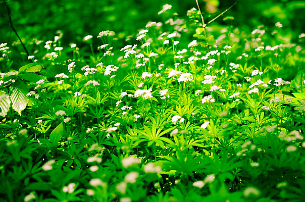 포토 JPG 해외이미지 나무 식물 디자인 계절 꽃 꽃다발 백그라운드 잎 꽃무늬 밭 자연 벽지 풍경 사람없음 야외 초록색 여름 컬러풀 노란색 정원 봄 들꽃 벚꽃 흰색 신선 개화 닫기 숲 원예 심플 내추럴 헌병 해외202004 해외포토 컬러 무늬 농업 모션 취미 군인 생태계 파일형식 이미지허브