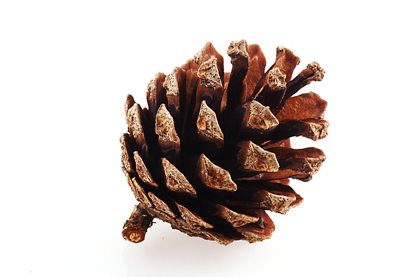 포토 JPG 해외이미지 계절 크리스마스 겨울 자연 휴가 건조 3 씨앗 사람없음 장식 세트 갈색 가을 흰색 소나무 그룹 숲 12월 솔방울 침엽수 전나무 원뿔 고립 해외202004 해외포토 도형 나무 식물 기념일 컬러 날짜 생태계 파일형식 이미지허브