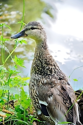 포토 JPG 해외이미지 동물 여자 남자 호수 야생동물 가족 자연 조류 엄마 오리 사람없음 야외 옆모습 초록색 물 파란색 컬러풀 갈색 수영 닫기 청둥오리 내추럴 해외202004 해외포토 자연요소 뷰포인트 컬러 관계 모션 사람 수상스포츠 생태계 파일형식 이미지허브