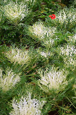 포토 JPG 해외이미지 식물 계절 꽃 음식 분홍색 백그라운드 잎 패턴 농업 채소 자연 사람없음 장식 초록색 컬러풀 농장 농경지 정원 보라색 성장 벚꽃 흰색 신선 냄비 상품 유기농 원예 양배추 북쪽 내추럴 밭일 케일 많음 해외202004 해외포토 웰빙 산업 컬러 컨셉 무늬 취미 솥 방향 생태계 파일형식 이미지허브