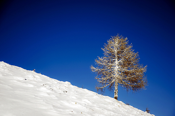 포토 JPG 해외이미지 나무 식물 계절 백그라운드 겨울 자연 하늘 날씨 산 풍경 사람없음 야외 파란색 햇빛 맑음 냉동 얼음 추위 흰색 고독 정상 언덕 서리 내추럴 해외202004 해외포토 자연요소 감정 컬러 태양 생태계 파일형식 이미지허브