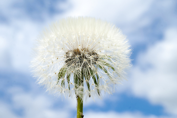 포토 JPG 해외이미지 식물 꽃 백그라운드 꽃무늬 일러스트 휴식 씨앗 사람없음 야외 그래픽 빛 봄 거품 벚꽃 신선 민들레 알레르기 무료 해외202004 해외포토 계절 컨셉 무늬 질병 파일형식 이미지허브