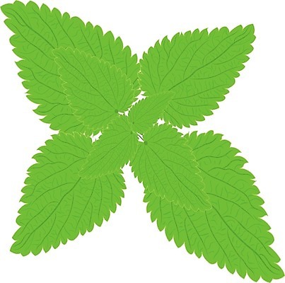 EPS 해외이미지 식물 백그라운드 잎 일러스트 자연 건강 초록색 약 나뭇가지 약초 허브 유기농 내추럴 채식주의자 해외202004 해외일러스트 나무 웰빙 컬러 의학 풀_식물 생태계 채식 파일형식 벡터 이미지허브