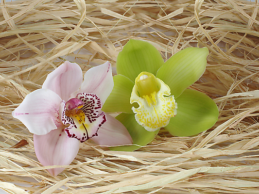 포토 JPG 해외이미지 꽃잎 꽃 줄기 백그라운드 전구 발렌타인데이 사람없음 검은색 회색 흰색 난초 우아함 닫기 이국적 해외202004 해외포토 식물 컬러 컨셉 모션 데이이벤트 파일형식 이미지허브