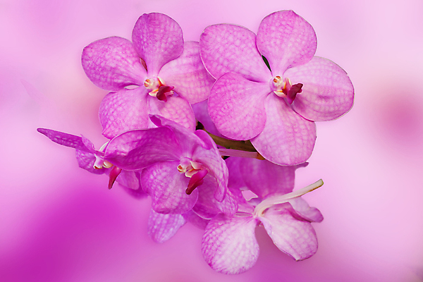 포토 JPG 해외이미지 식물 디자인 꽃잎 꽃 분홍색 꽃다발 잎 꽃무늬 패턴 자연 추상 사람없음 장식 환경 정원 보라색 봄 벚꽃 흰색 나뭇가지 시골 난초 우아함 닫기 배열 제비꽃 호접란 향 내추럴 해외202004 해외포토 나무 계절 컬러 컨셉 무늬 모션 생태계 파일형식 이미지허브