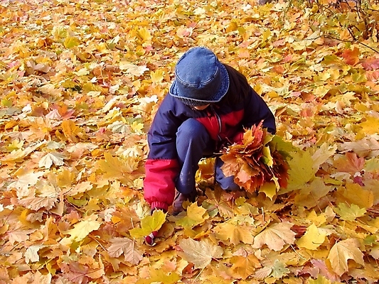 포토 JPG 해외이미지 나무 공원 길 어린이 잎 사람없음 가을 다발 수집 해외202004 해외포토 식물 계절 공공시설 사람 파일형식 이미지허브