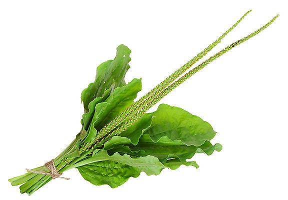 포토 JPG 해외이미지 식물 밧줄 백그라운드 잎 자연 사람없음 초록색 흰색 나뭇가지 신선 허브 고립 해외202004 해외포토 나무 줄 컬러 생태계 파일형식 이미지허브