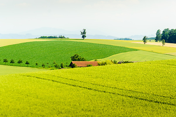 포토 JPG 해외이미지 백그라운드 밭 농업 자연 하늘 주택 옥수수 풍경 사람없음 야외 초록색 여름 농가 농장 농경지 성장 시골 오스트리아 내추럴 외양간 강렬 밭일 수평선 카피스페이스 해외202004 해외포토 계절 유럽 산업 컬러 곡류 건물 공백 생태계 파일형식 이미지허브