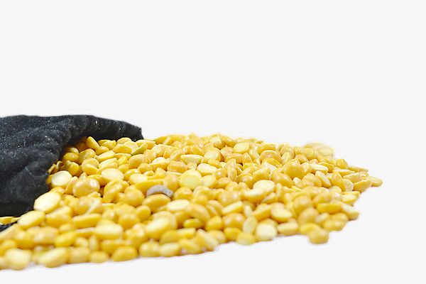 포토 JPG 해외이미지 식물 문화 음식 백그라운드 농업 다이어트 가방 재료 자연 건조 건강 사람없음 빨간색 농작물 갈색 노란색 쌓기 식사 수확 흰색 신선 그룹 낟알 인도인 유기농 비둘기 완두콩 날것 흙더미 다리찢기 고립 단백질 병아리콩 식용 해외202004 해외포토 외국인 웰빙 잡화 산업 컬러 모션 조류 콩 동양인 흙 생태계 영양소 파일형식 더미 이미지허브