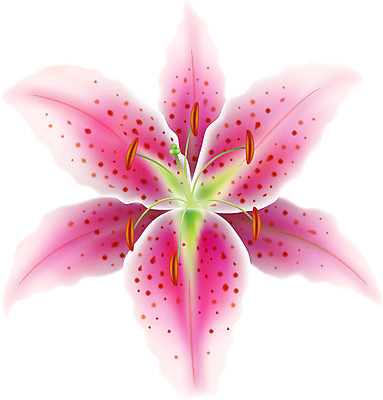 EPS 해외이미지 식물 1 기념일 꽃잎 꽃 분홍색 백그라운드 잎 꽃무늬 일러스트 자연 휴가 발렌타인데이 사랑 여름 스파 봄 벚꽃 흰색 축하 신선 우아함 백합 묘사 싱글 냄새 꽃가루 고립 대칭 해외202004 해외일러스트 계절 감정 컬러 컨셉 무늬 데이이벤트 이벤트 가루 생태계 파일형식 벡터 이미지허브