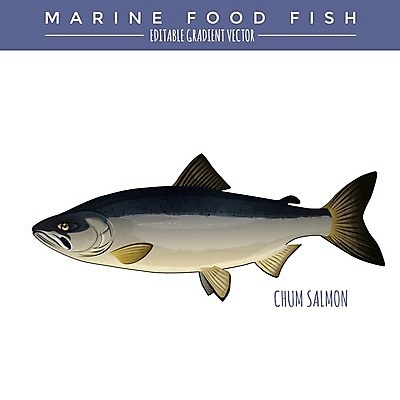 EPS 해외이미지 야생동물 음식 바다 일러스트 자연 낚시 어류 그래픽 라벨 신선 은색 먹기 해산물 오브젝트 그림 연어 태평양 패키지 통조림 대서양 내추럴 고립 동물상 소금물 엘리먼트 해외202004 해외일러스트 동물 컬러 모션 레저 프레임 조형물 수중동물 생태계 파일형식 벡터 이미지허브