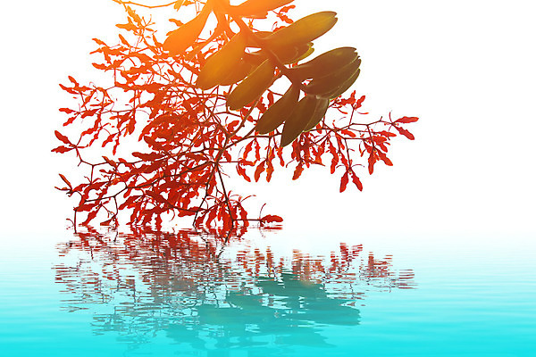 포토 JPG 해외이미지 식물 계절 꽃 분홍색 백그라운드 꽃무늬 일러스트 자연 수채화 사람없음 빨간색 여름 노란색 머리 정원 봄 벚꽃 흰색 신선 데이지 거베라 내추럴 고립 해외202004 해외포토 컬러 무늬 신체부위 생태계 파일형식 이미지허브