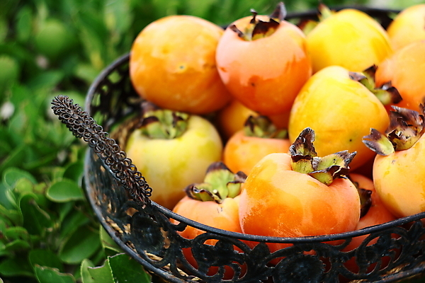 포토 JPG 해외이미지 나무 계절 음식 농업 다이어트 과일 자연 디저트 건강 감 풍경 사람없음 야외 빨간색 컬러풀 바구니 정원 수확 가을 신선 원형 시장 달콤 먹기 유기농 날것 내추럴 숙성 이국적 채식주의자 많음 해외202004 해외포토 도형 식물 웰빙 산업 컬러 컨셉 모션 맛 생태계 채식 파일형식 이미지허브